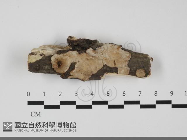 登錄號:F0032124藏品圖，第1張