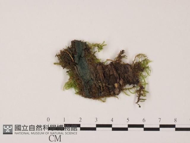登錄號:F0017124藏品圖，第1張