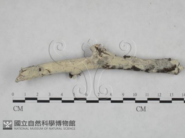 粗糙孢菌屬藏品圖，第1張