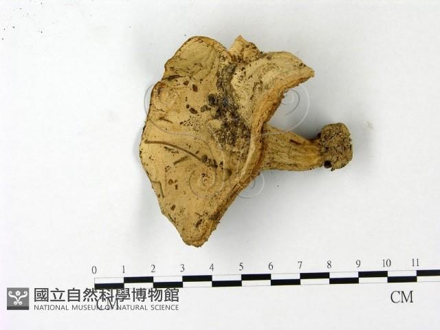 登錄號:F0023124藏品圖，第1張