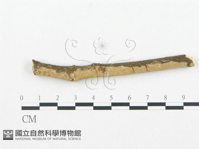 登錄號:F0003124藏品圖，第1張
