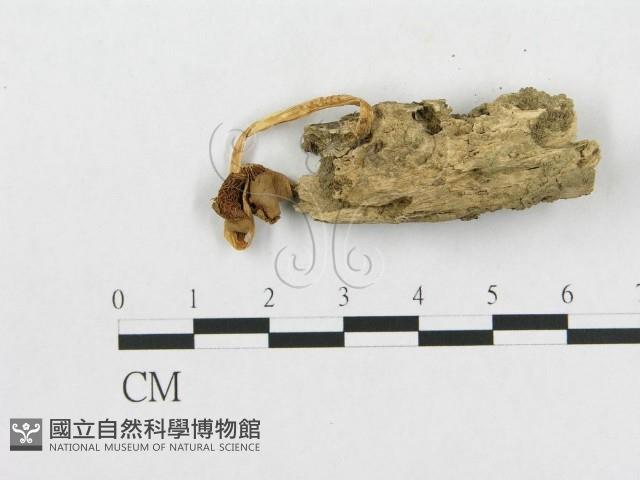 登錄號:F0013124藏品圖，第1張