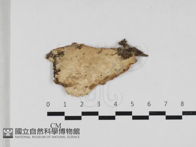登錄號:F0033124藏品圖，第1張