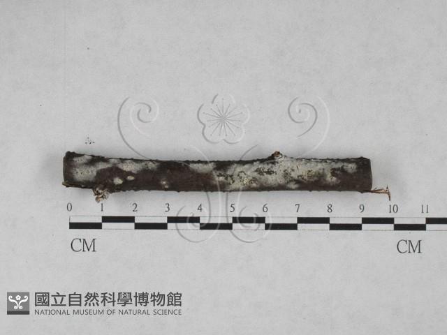 登錄號:F0028024藏品圖，第1張