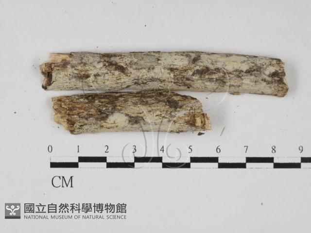 冇骨消絲齒菌藏品圖，第1張