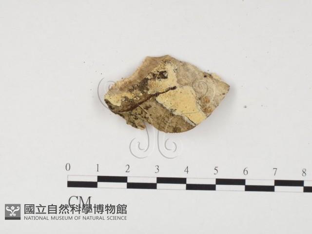 冇骨消絲齒菌藏品圖，第1張