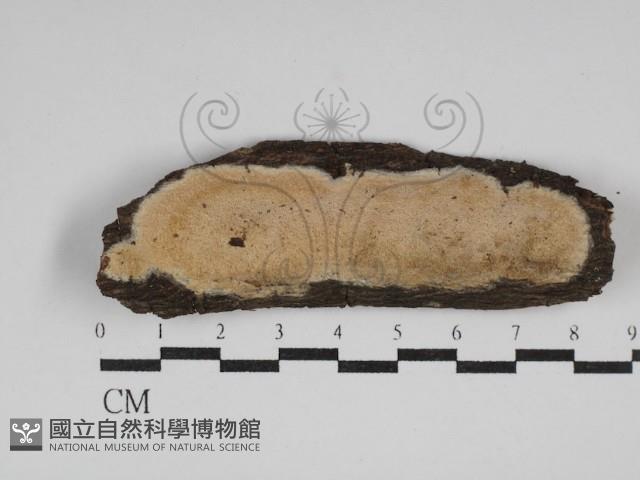 登錄號:F0030024藏品圖，第1張