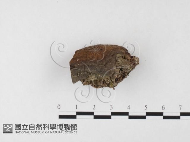 木層孔菌屬藏品圖，第1張