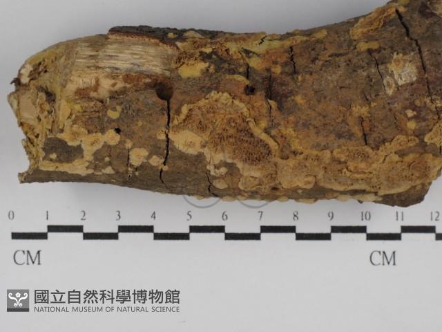 登錄號:F0021024藏品圖，第1張