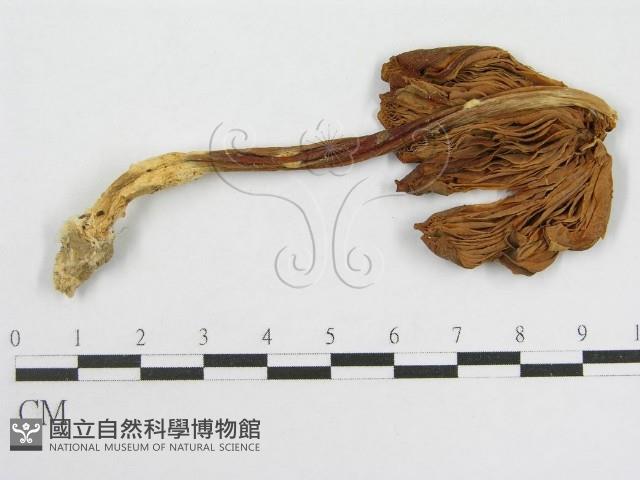 粉褶菌屬藏品圖，第1張