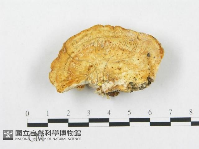 登錄號:F0014024藏品圖，第1張