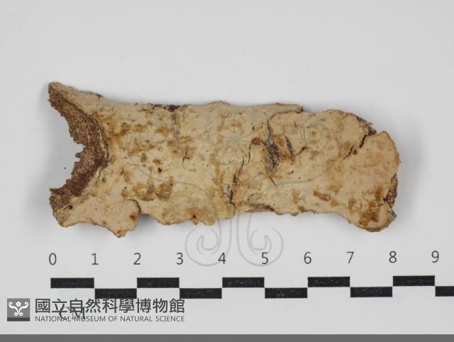 顯絲菌屬藏品圖，第1張