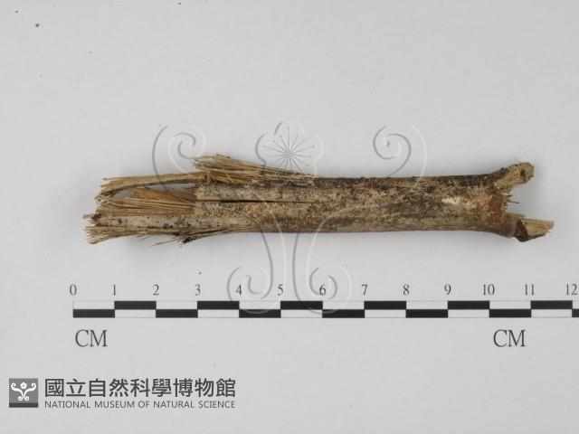 登錄號:F0022024藏品圖，第1張
