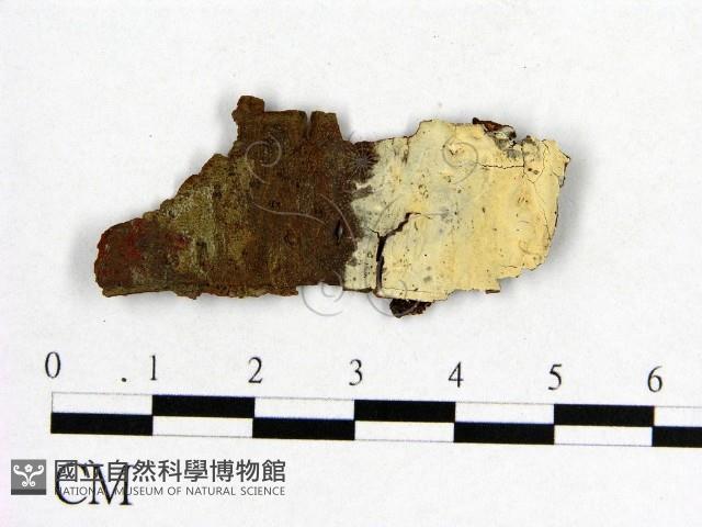 登錄號:F0012024藏品圖，第1張