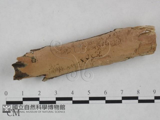 絲齒菌屬藏品圖，第1張