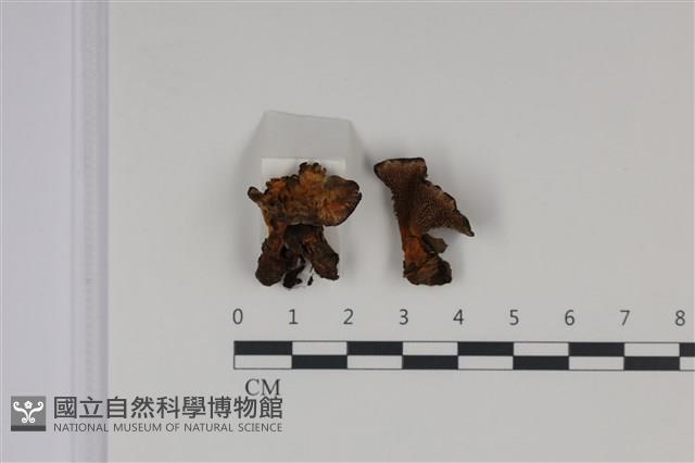 登錄號:F0035024藏品圖，第1張