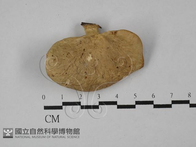多孔菌屬藏品圖，第1張