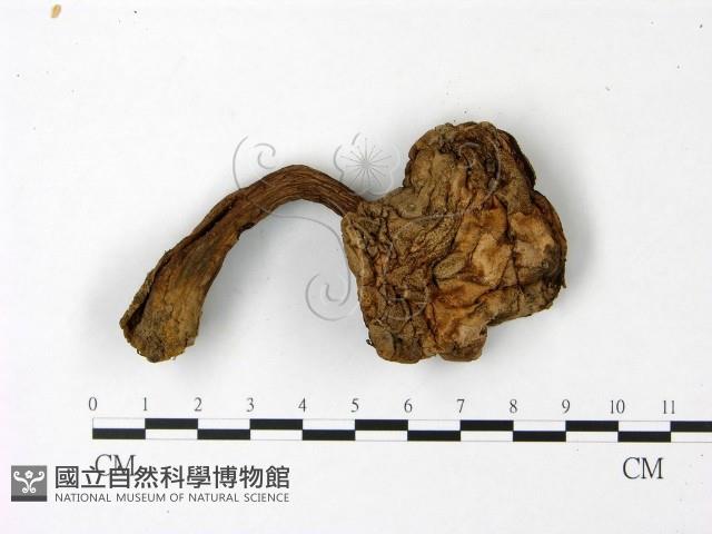 登錄號:F0023024藏品圖，第1張