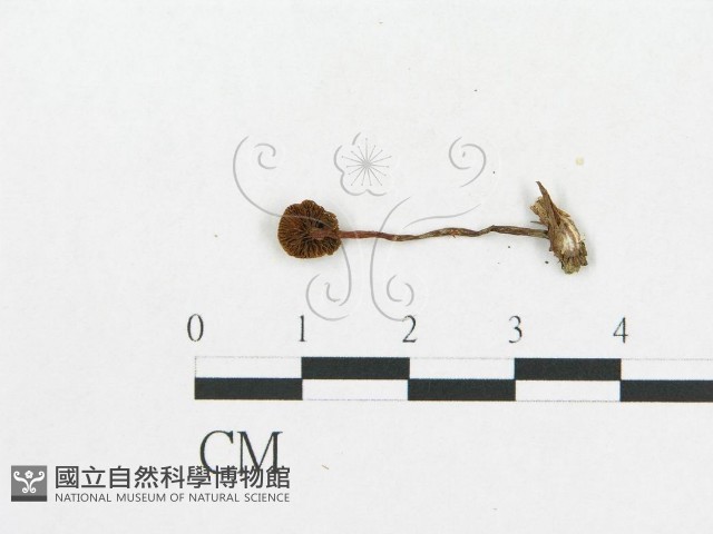 登錄號:F0003024藏品圖，第1張
