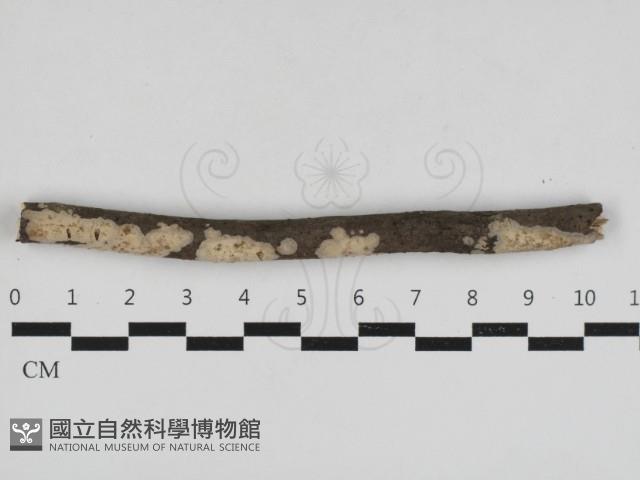 筍殼菌屬藏品圖，第1張