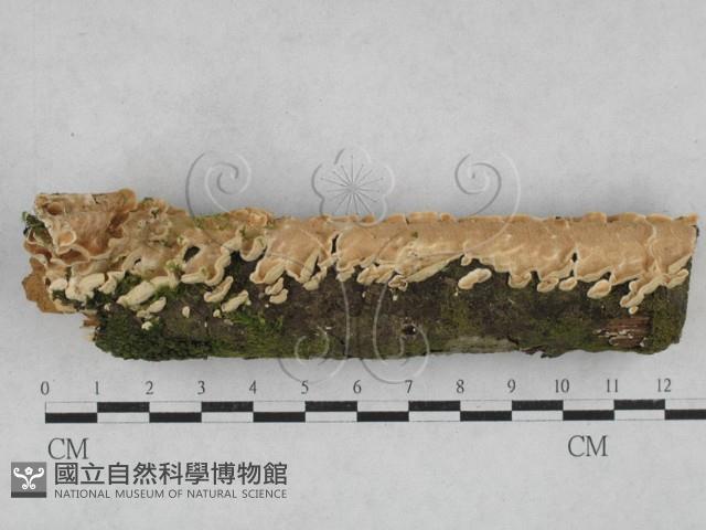 齒耳菌屬藏品圖，第1張