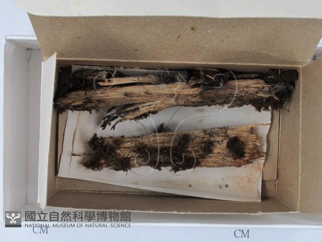登錄號:F0018324藏品圖，第1張