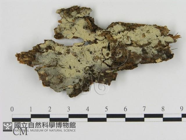登錄號:F0020324藏品圖，第1張