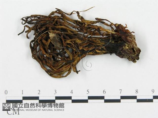 登錄號:F0000324藏品圖，第1張