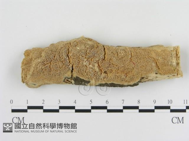 登錄號:F0010324藏品圖，第1張