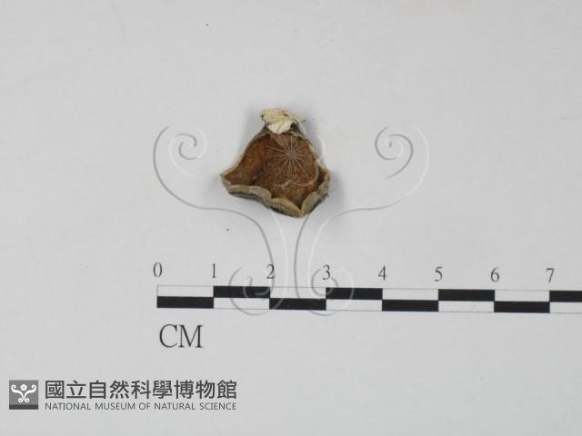 雲芝藏品圖，第1張