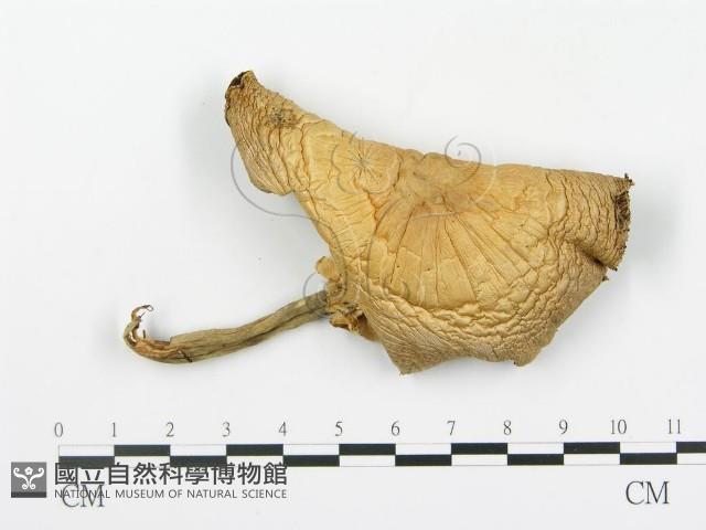 登錄號:F0016324藏品圖，第1張