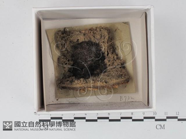 登錄號:F0021324藏品圖，第1張