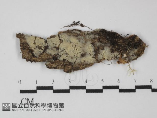 登錄號:F0031324藏品圖，第1張