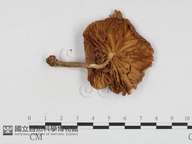 登錄號:F0024324藏品圖，第1張