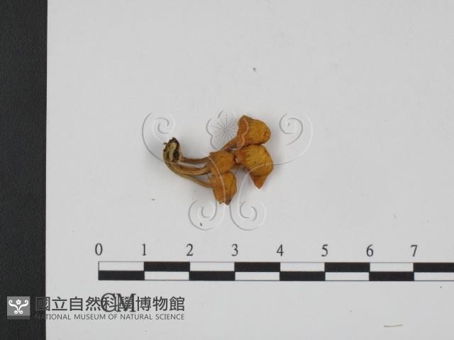 登錄號:F0014324藏品圖，第1張