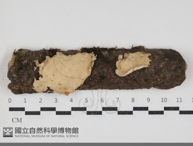 登錄號:F0034324藏品圖，第1張