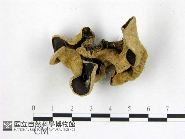 毛木耳藏品圖，第1張