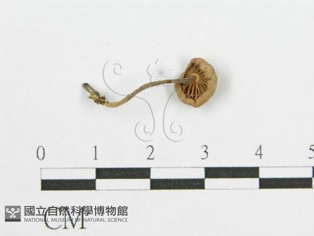 登錄號:F0002324藏品圖，第1張