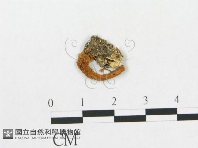 登錄號:F0012324藏品圖，第1張