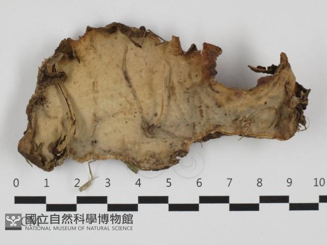 登錄號:F0032324藏品圖，第1張