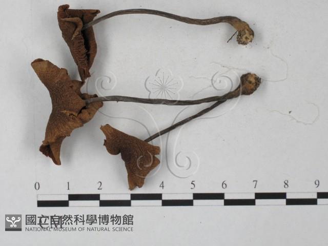 登錄號:F0027324藏品圖，第1張