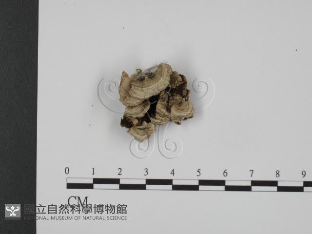 登錄號:F0007324藏品圖，第1張