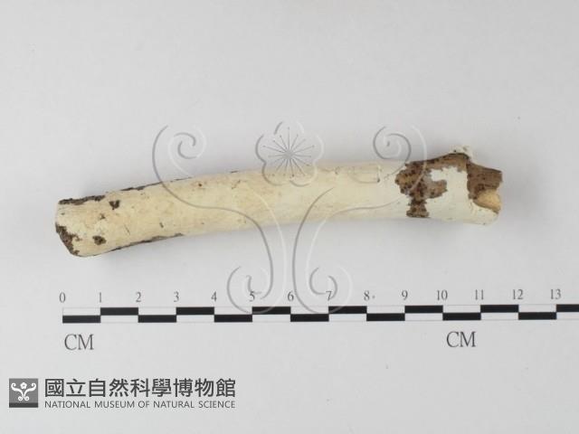 登錄號:F0025324藏品圖，第1張