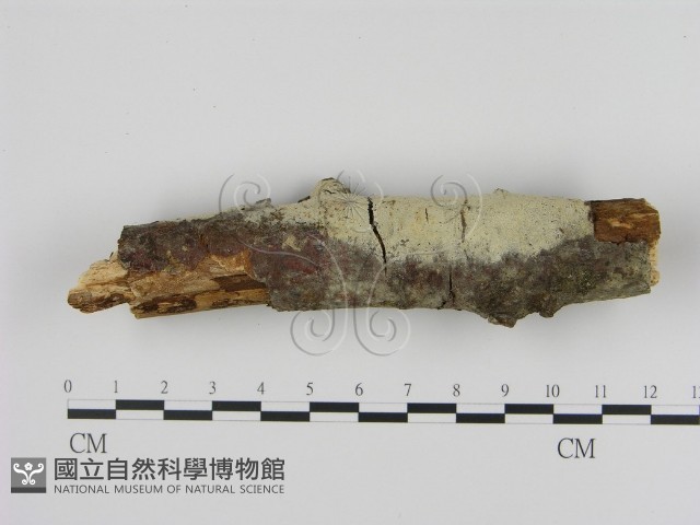 登錄號:F0005324藏品圖，第1張