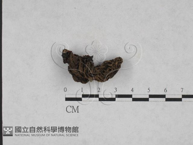 登錄號:F0023324藏品圖，第1張