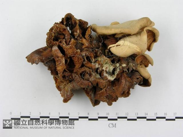 登錄號:F0003324藏品圖，第1張