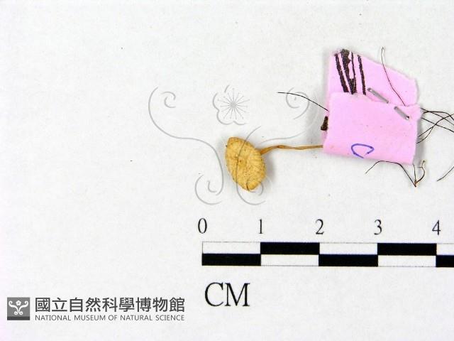 登錄號:F0013324藏品圖，第1張