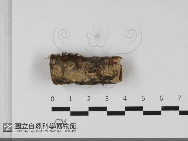 顯絲菌屬藏品圖，第1張