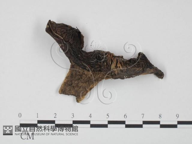 登錄號:F0020204藏品圖，第1張