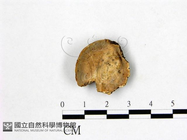 多年臥孔菌屬藏品圖，第1張